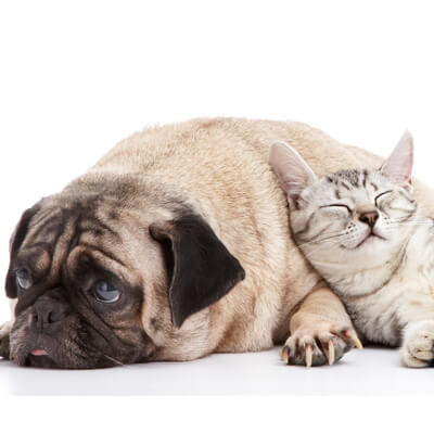 Pug dog and sleeping cat