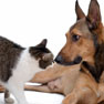 Ridge Veterinary Hospital in Lake Wales, Florida