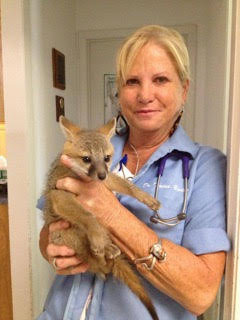 Dr. Yoder with a fox
